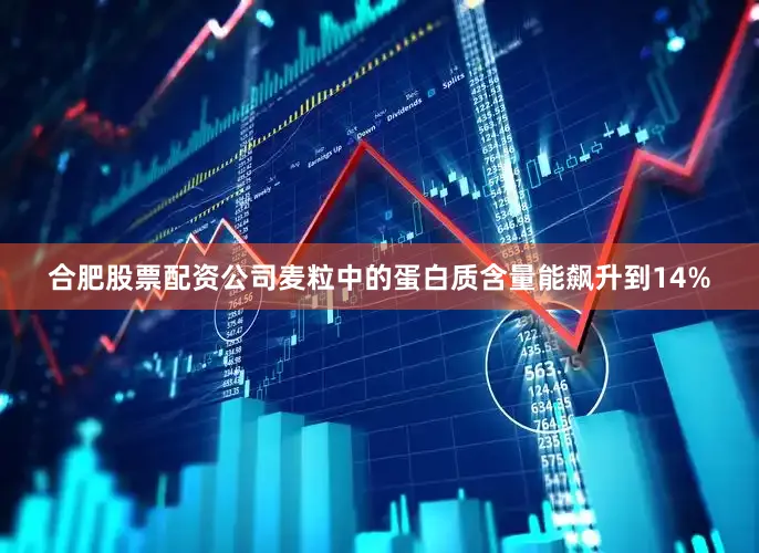 合肥股票配资公司麦粒中的蛋白质含量能飙升到14%